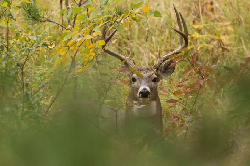 Wildlife Photography: A Full Guide to Taking the Best Photos of Animals | Skylum Blog(11)