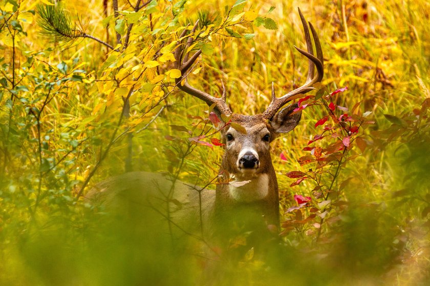 Wildlife Photography: A Full Guide to Taking the Best Photos of Animals | Skylum Blog(12)