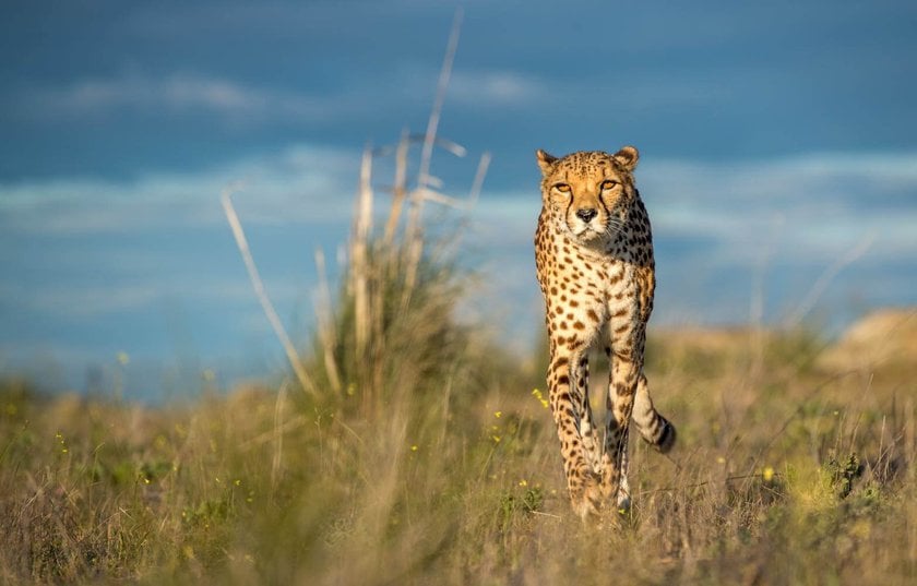 Wildlife Photography: A Full Guide to Taking the Best Photos of Animals | Skylum Blog(14)