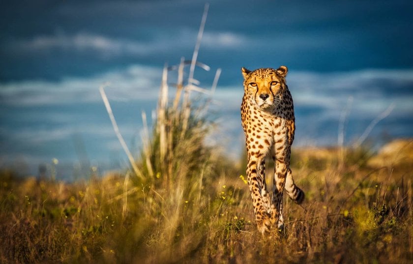 Wildlife Photography: A Full Guide to Taking the Best Photos of Animals | Skylum Blog(14)