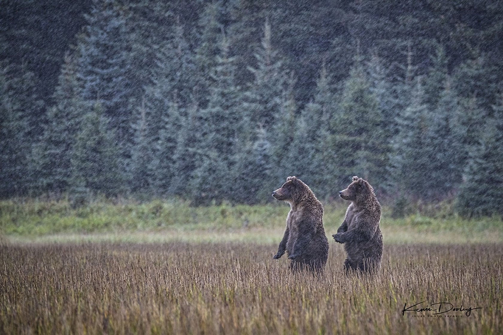 Wildlife Photography: A Full Guide to Taking the Best Photos of Animals | Skylum Blog(16)