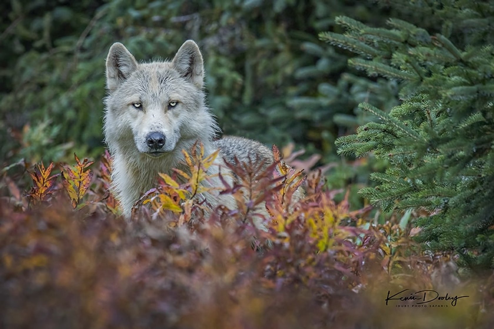 Wildlife Photography: A Full Guide to Taking the Best Photos of Animals | Skylum Blog(17)