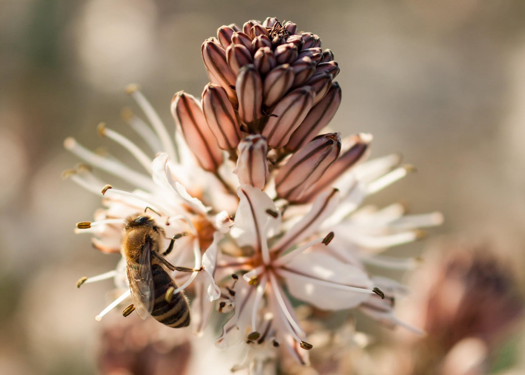 Macro Photography Guide: How to Capture the World in Macro | Skylum Blog(2)