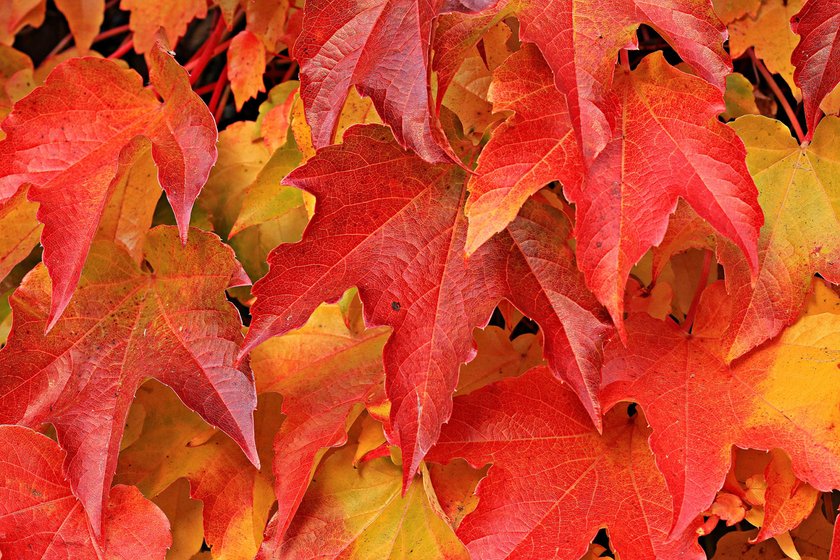 Praxistipps für magische Herbstbilder | Skylum Blog(2)