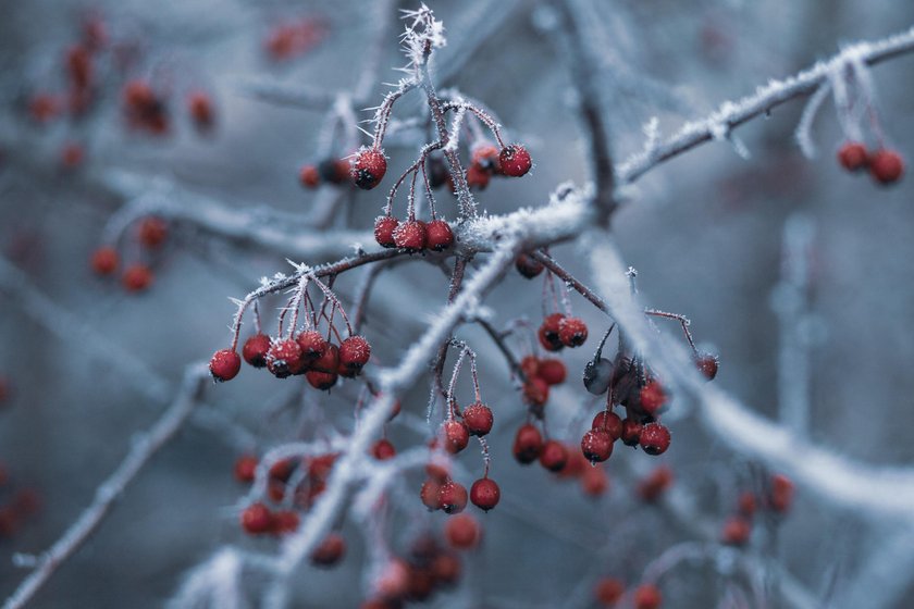 Winter Makros fotografieren | Skylum Blog(2)