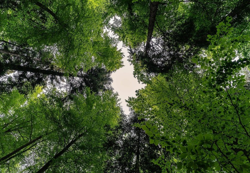 Faszinierende Waldfotos | Skylum Blog(3)