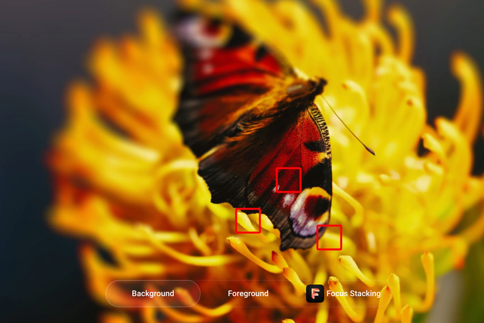 What is Focus Stacking and How to Use it in Photography Skylum Blog