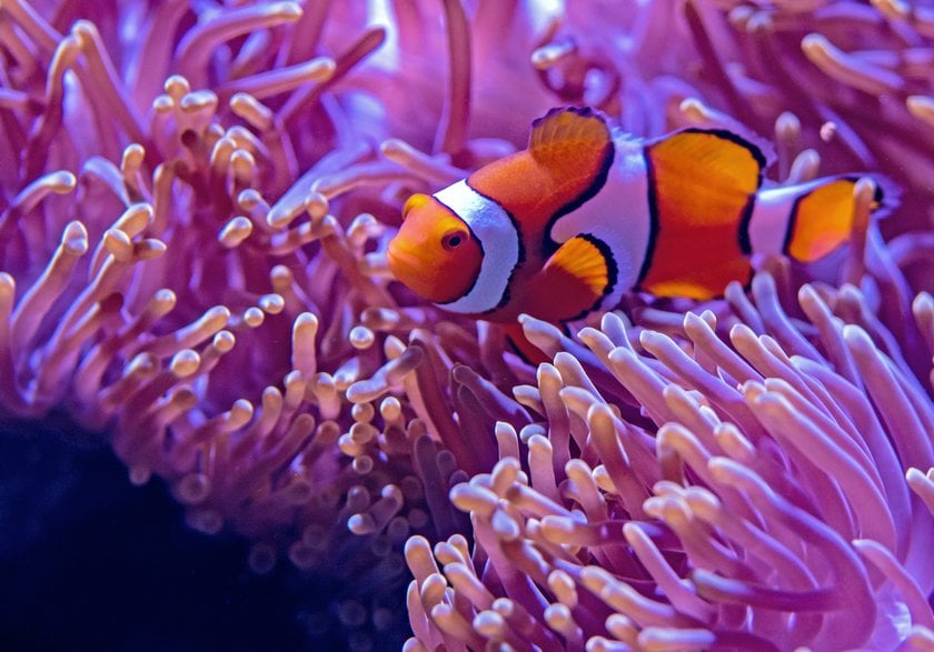 Aquarium Photography: Capturing the Beauty of Underwater Worlds | Skylum Blog(4)