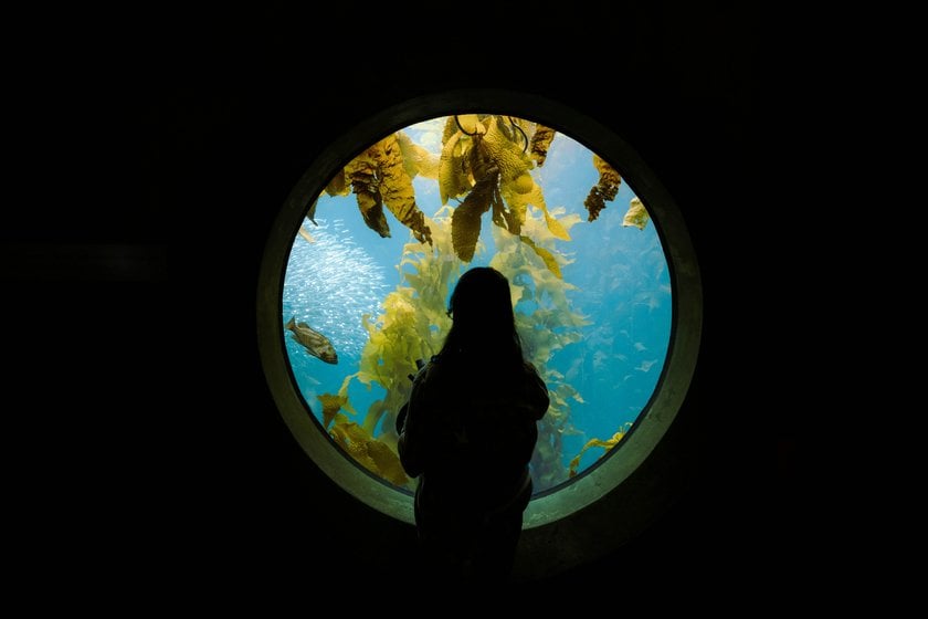 Idées intéressantes pour une séance photo d'aquarium : silhouettes et histoires
