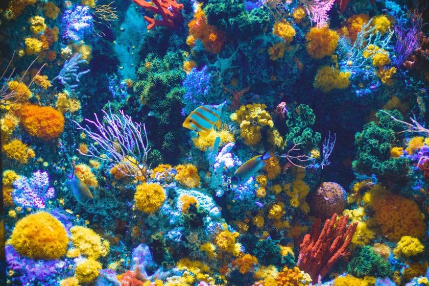 Aquarium Photography: Capturing the Beauty of Underwater Worlds | Skylum Blog(8)