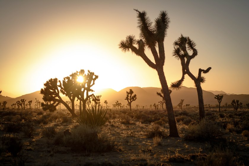 Photo of Joshua Tree: Chasing the Desert Glow with Light Streaks Mastery | Skylum Blog