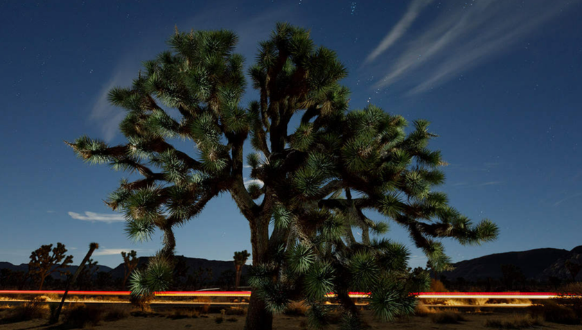 Photo of Joshua Tree: Chasing the Desert Glow with Light Streaks Mastery | Skylum Blog(4)