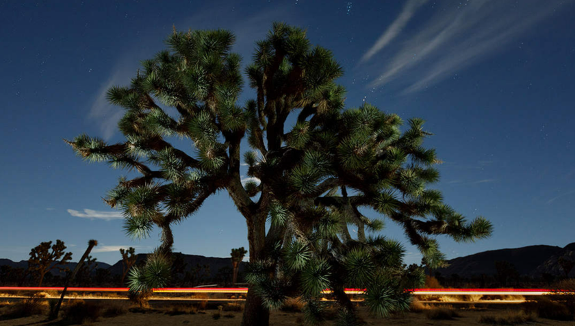 Photo of Joshua Tree: Chasing the Desert Glow with Light Streaks Mastery | Skylum Blog(3)