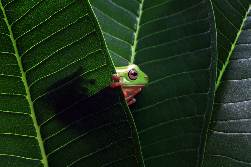 3. Gérer l'éclairage en macrophotographie