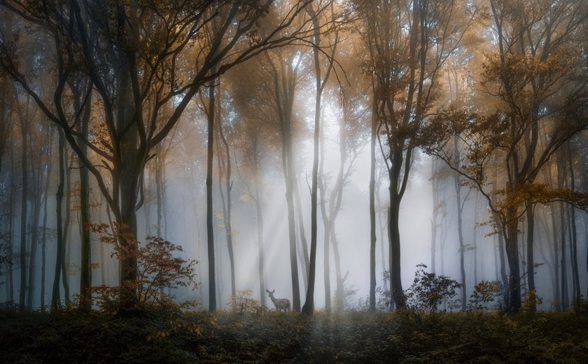 Foggy Forest Landscape | Skylum Blog