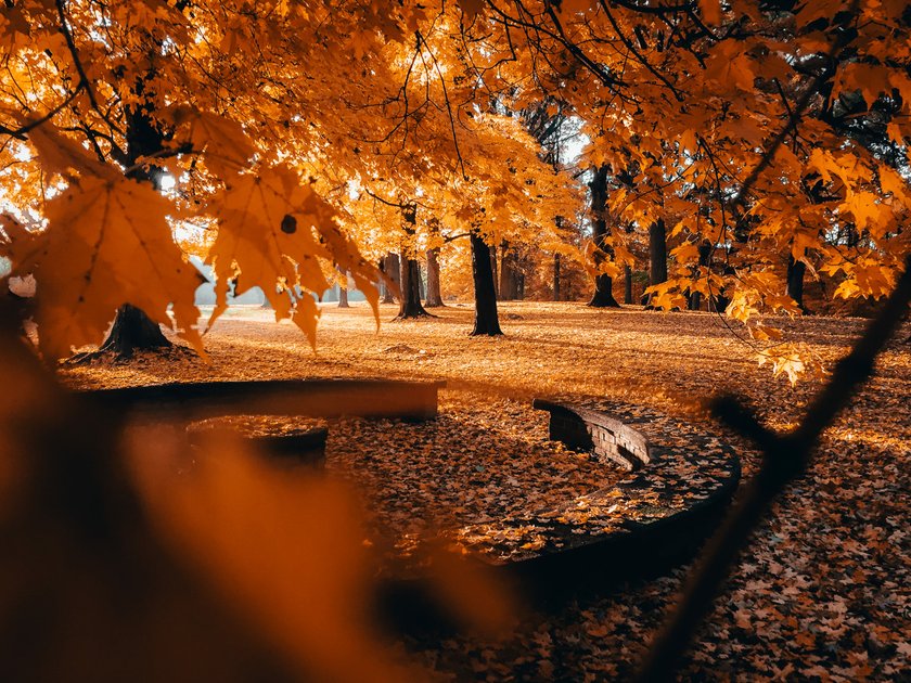 How To Photograph Fall Foliage And Capture The Vibrant Beauty I Skylum Blog(3)