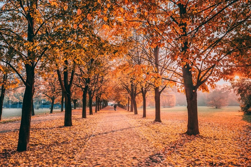 Fall Leaves Photography: Tips to Photograph Fall Foliage | Skylum Blog(6)