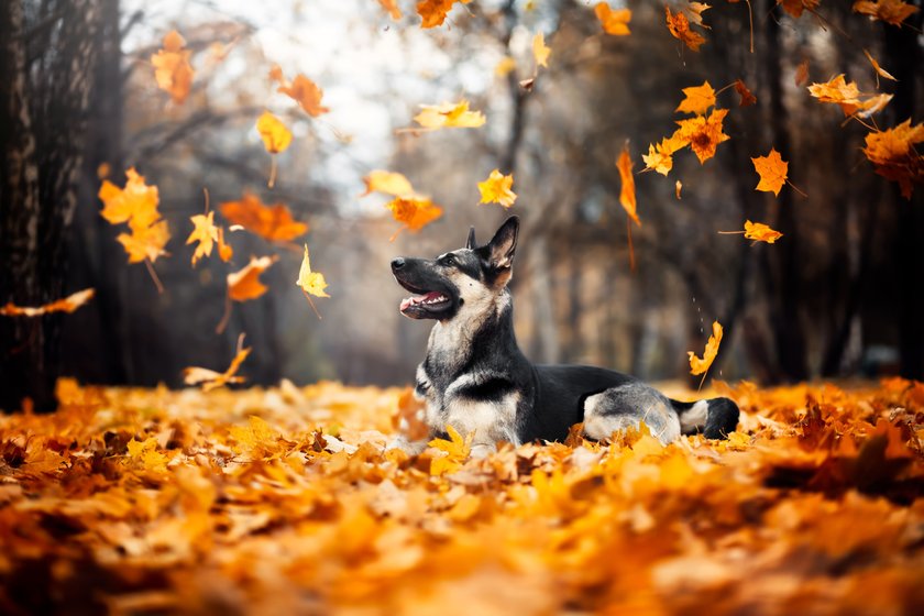 How To Photograph Fall Foliage And Capture The Vibrant Beauty I Skylum Blog(6)