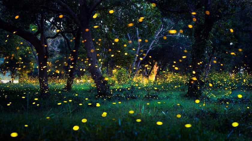 Picture Of A Lightning Bug | Skylum Blog