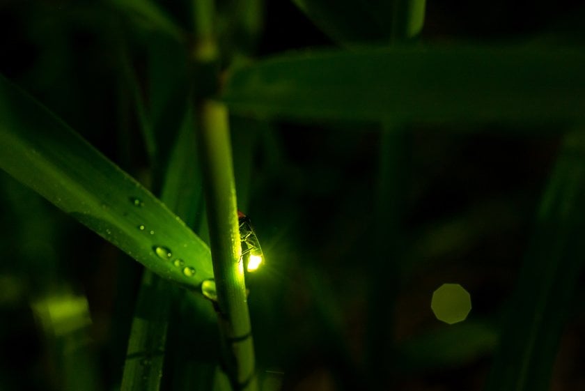 How To Photograph Fireflies To Capture This Magical Beauty I Skylum Blog | Skylum Blog(3)