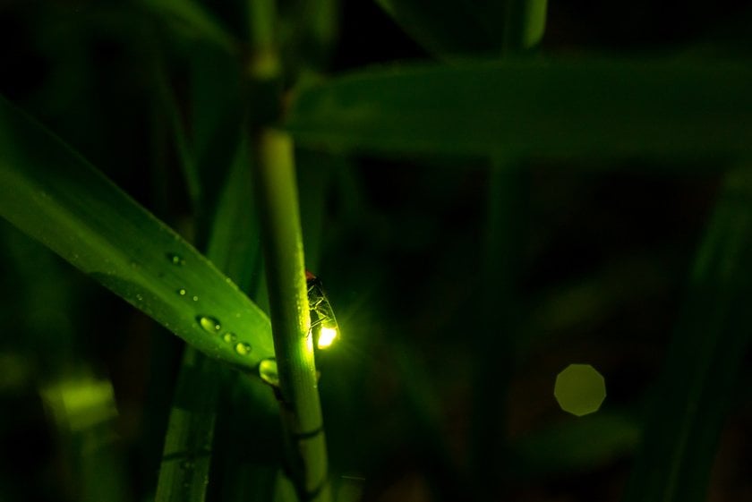 Fireflies At Night | Skylum Blog