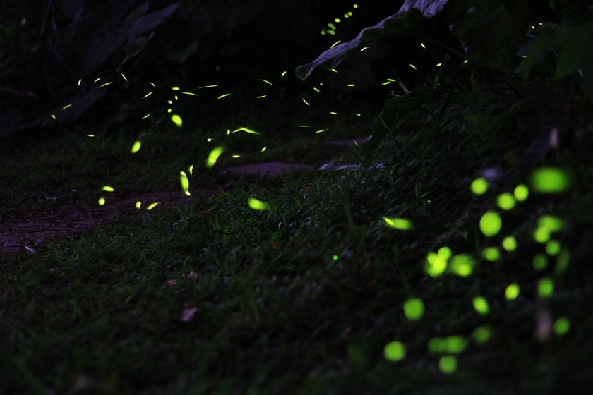 How To Photograph Fireflies To Capture This Magical Beauty I Skylum Blog | Skylum Blog(4)