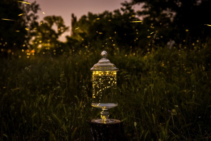 Images Of Fireflies | Skylum Blog