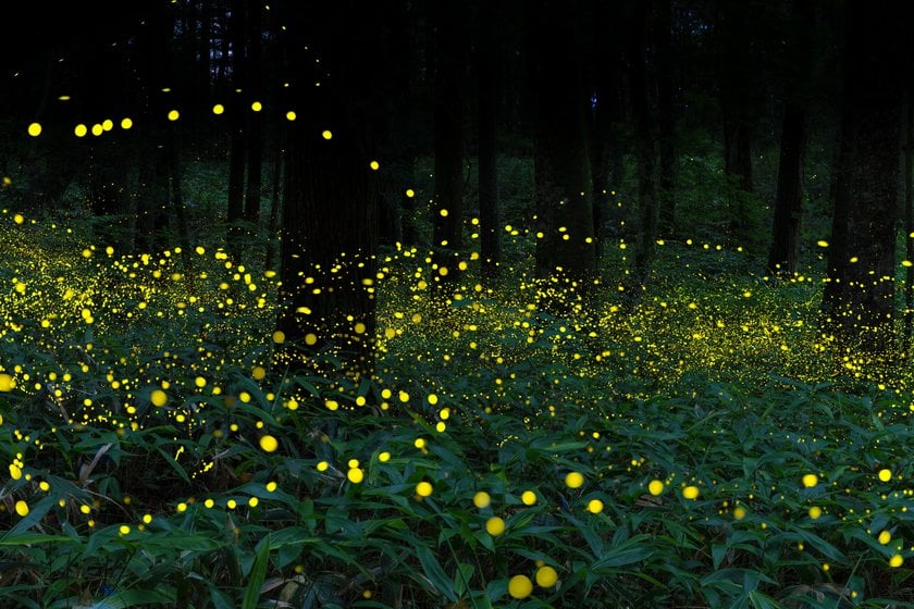 How To Photograph Fireflies To Capture This Magical Beauty I Skylum Blog | Skylum Blog(6)