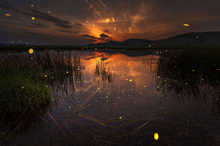 How To Photograph Fireflies To Capture This Magical Beauty I Skylum Blog | Skylum Blog(7)