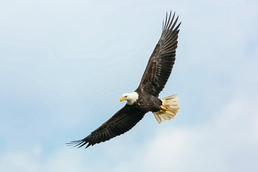 Photographing Birds In Flight Techniques I Skylum Blog | Skylum Blog(2)