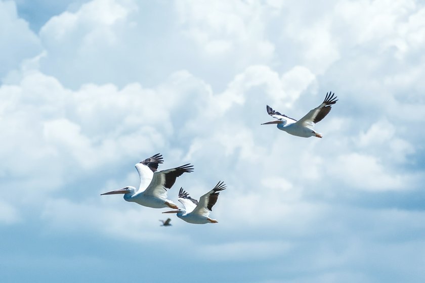 Photographing Birds In Flight Techniques I Skylum Blog | Skylum Blog(3)