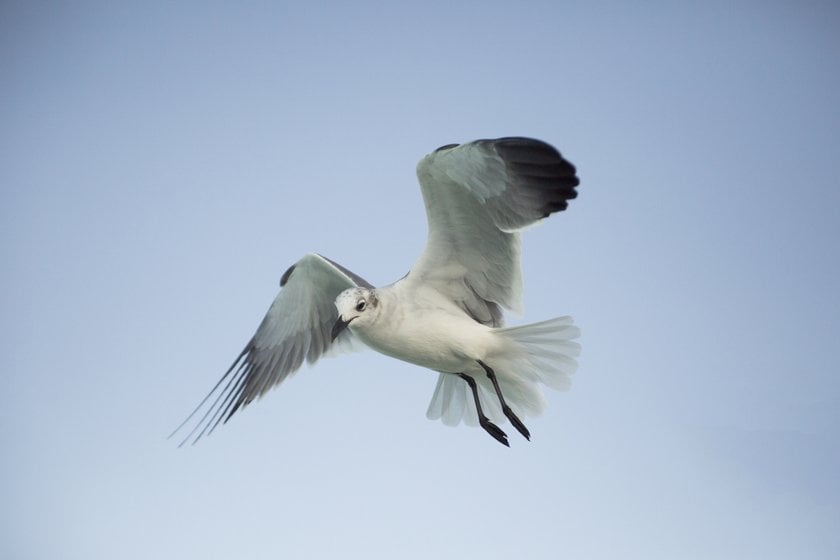 Photographing Birds In Flight Techniques I Skylum Blog(4)