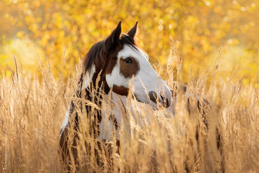 How To Edit Fall Photos To Bring Out The Fall Colors I Skylum Blog | Skylum Blog(7)