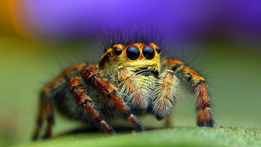 Macro Spider Photography: Captivating The Tiny Wonders  | Skylum Blog(3)