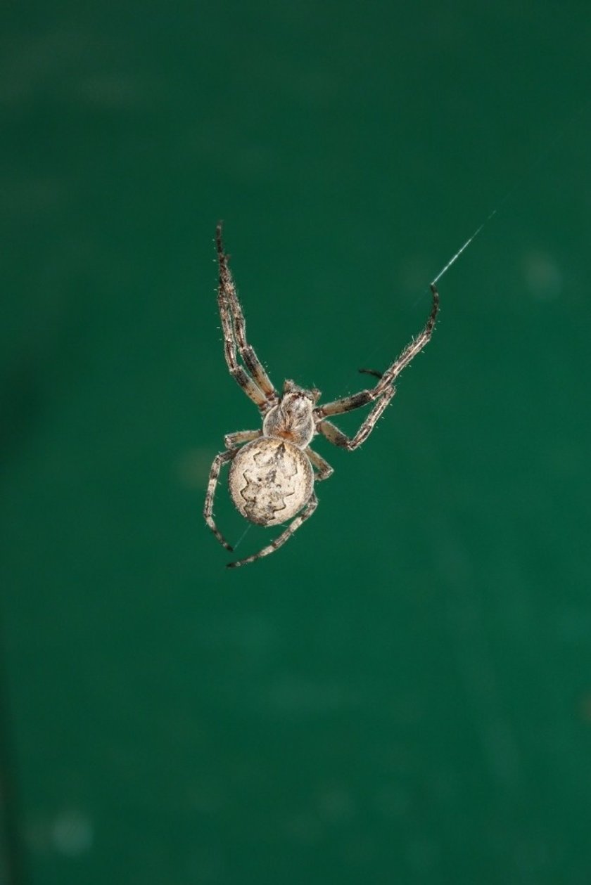Macro Spider Photography: Captivating The Tiny Wonders  | Skylum Blog(4)