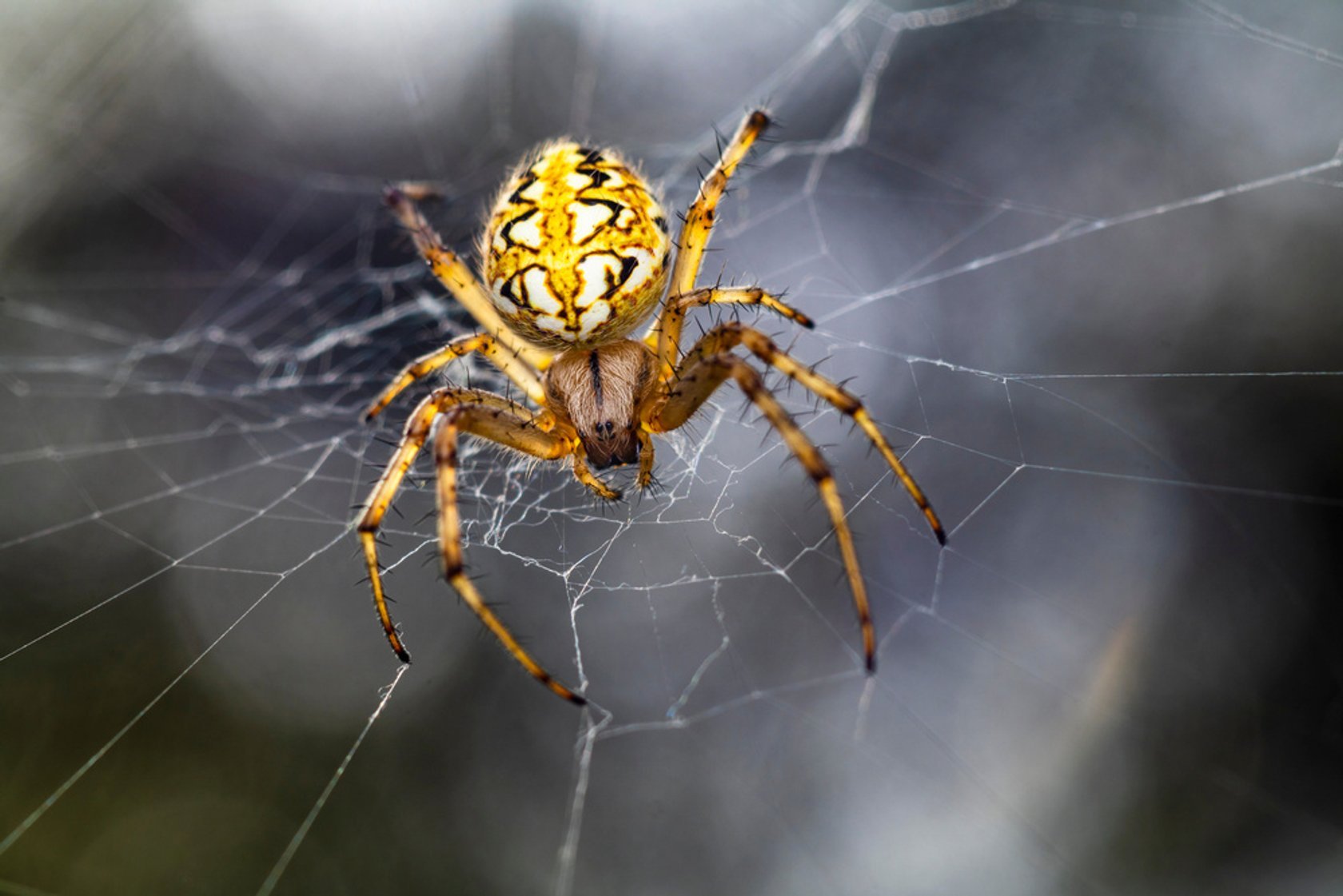 The wonderfully diverse world of spider silk