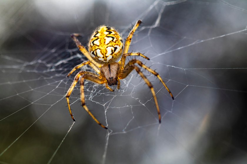 Macro Spider Photography: Captivating The Tiny Wonders  | Skylum Blog(2)