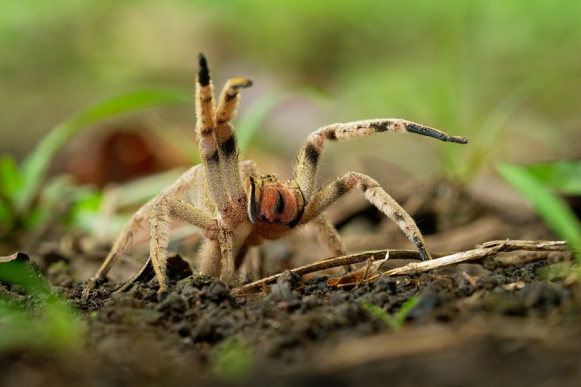 Macro Spider Photography: Captivating The Tiny Wonders  | Skylum Blog(5)