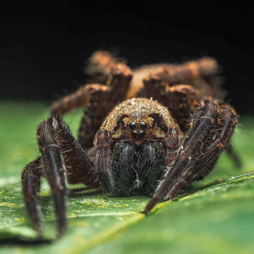 Macro Spider Photography: Captivating The Tiny Wonders  | Skylum Blog(6)