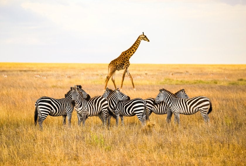 Photo Safari In Africa: Essence Of Untamed Beauty  | Skylum Blog(4)