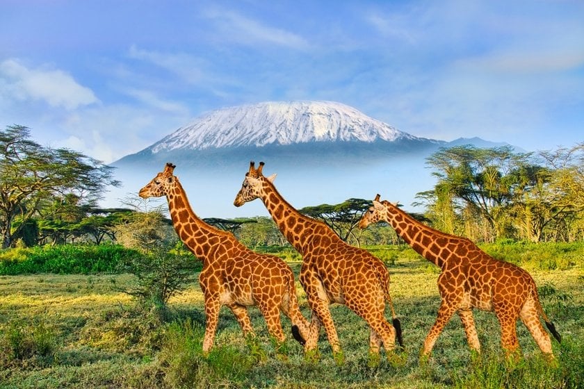 Photo Safari In Africa: Essence Of Untamed Beauty  | Skylum Blog(5)