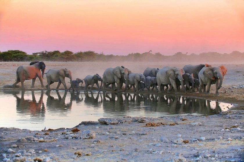 Photo Safari In Africa: Essence Of Untamed Beauty  | Skylum Blog(7)