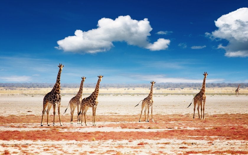 Photo Safari In Africa: Essence Of Untamed Beauty  | Skylum Blog(8)