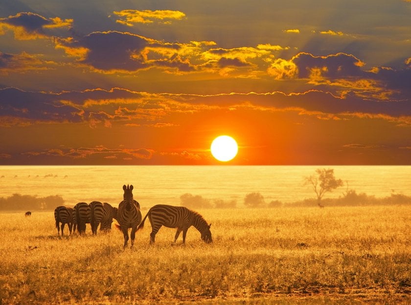 Photo Safari In Africa: Essence Of Untamed Beauty  | Skylum Blog(9)