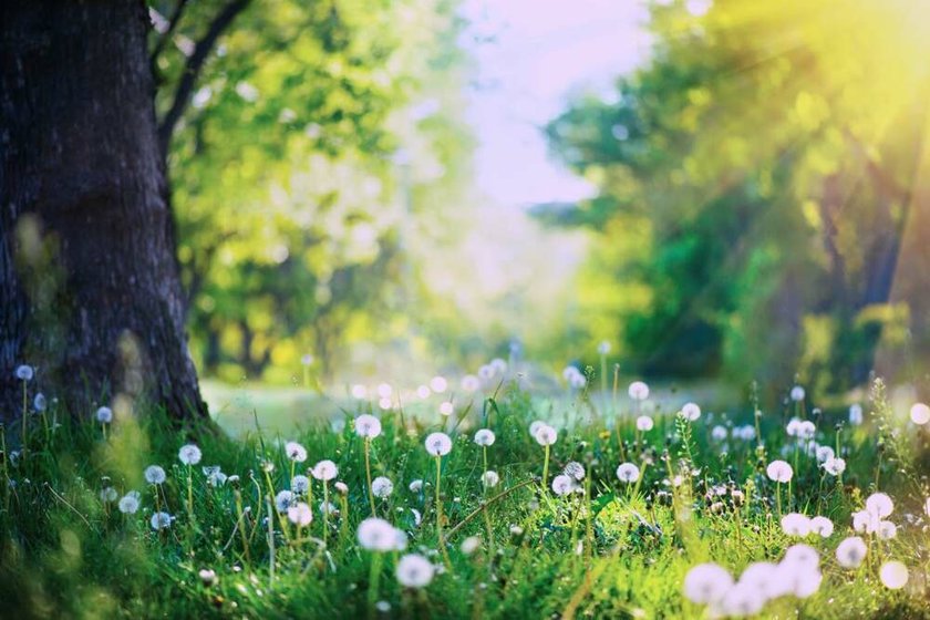 Create Beautiful Shots With This Spring Photo Backdrop Ideas | Skylum Blog(2)