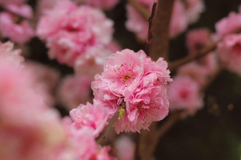 Japan Cherry Blossom Festival 2024: A Detailed Guide | Skylum Blog(2)