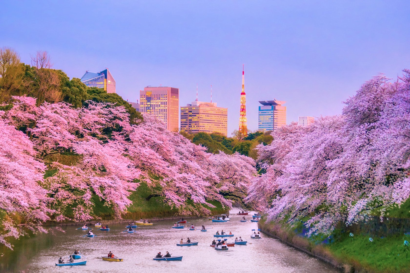 Japan Cherry Blossom Festival 2024 A Detailed Guide Skylum Blog