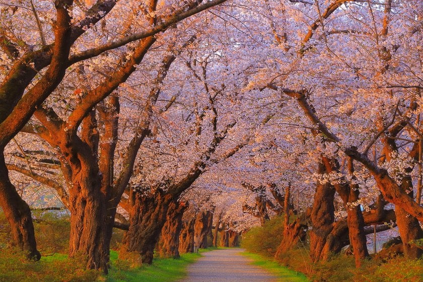 Japan Cherry Blossom Festival 2024: A Detailed Guide | Skylum Blog(6)