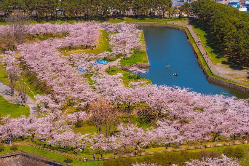 Japan Cherry Blossom Festival 2024: A Detailed Guide | Skylum Blog(7)