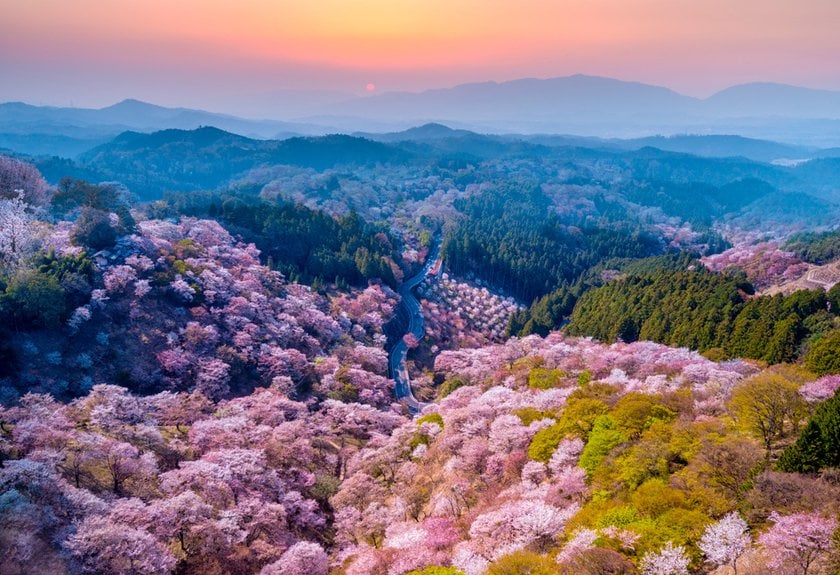Japan Cherry Blossom Festival 2024: A Detailed Guide | Skylum Blog(8)